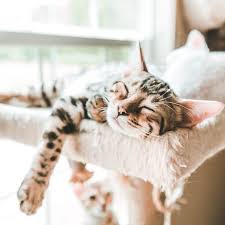 Image result for adorable cat