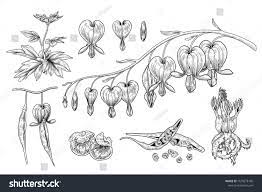 Sketch Floral Bleeding Heart Flower Seed Pod And Root Drawings Dicentra Spectabilis Black And Wh Bleeding Heart Flower Bleeding Heart Heart Flower Tattoo