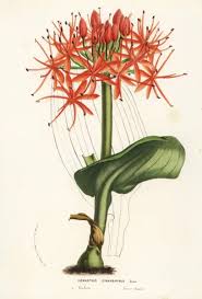 Image result for Scadoxus cinnabarinus