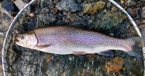 Llyn Brenig Fly Fishing Competition