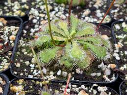 Image result for Drosera