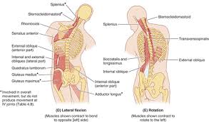 Basic back and side anatomy' : Lateral Flexion Side Bend Is The Best Lower Back Pain Treatment Singapore Pilates Fitness