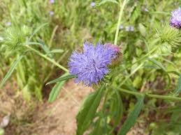 Image result for Vernonia galamensis