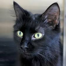 Pin On Adoptable Cats And Kittens