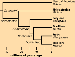 handprint ancestral lines