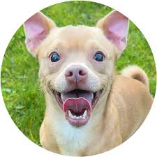 Ladybird Animal Sanctuary