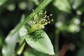 Image result for Panicum brevifolium