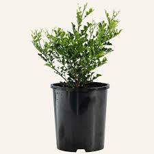 Image result for Maerua paniculata