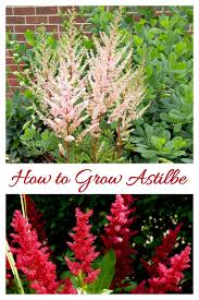 Growing Astilbe False Spirea How To Grow And Care For Astilbe