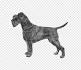 Giant Schnauzers: 10 Facts About Those Loyal, Imposing ...