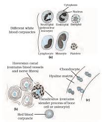 You can view members of the class, add new, delete the existing ones, see implementations, check parent classes, perform basic refactoring, add notes, and so on. Tissues Ncert Class 9 Science