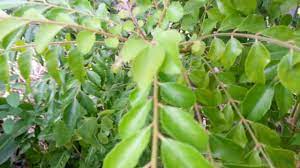 Jadi, perlu menanam pokok kari supaya lebih mudah untuk diambil sekiranya perlu. Pokok Daun Kari Curry Tree Murraya Koenigii Youtube