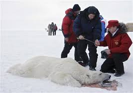 It represents russia's fierce boldness throughout history, and the people's courage and desire to achieve. Russia Bans Polar Bear Hunt This Year