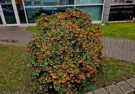 Image result for Pyracantha coccinea golden charmer