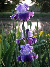 Wild spring leaf wildflower isolated. Tall Bearded Iris Iris Fancy Dress In The Irises Database National Gardening Association Iris Flowers Iris Garden Flowers Perennials