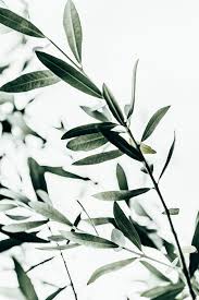 Olive Branch Art Print By Mareike Baphmer X Small In 2020 Olive Branch Art Branch Art Leaves Illustration