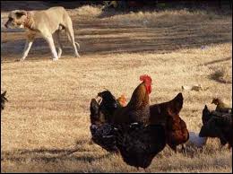 Marys free range chickens are from the pitman family farm. The How And Why Of Free Range Chickens By Homestead Org Medium