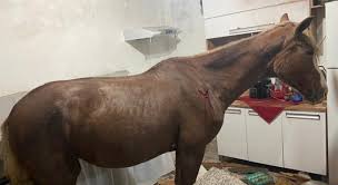 Porque não planos inclinados por dentro e por fora, gerando espaços, com honestidade?.se a arquitetura nao é objeto e sim sequência emocional. Cavalo Despenca De Telhado E Vai Parar Dentro Da Cozinha De Uma Casa Veja Imagens Ne10 Interior