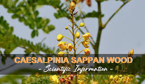 Image result for Caesalpinia sappan