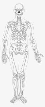 The muscular system anatomical charts and posters. Human Full Page Bw Anatomy Bones Skeletons Full Body Skeleton Drawing Transparent Png 542x1100 Free Download On Nicepng