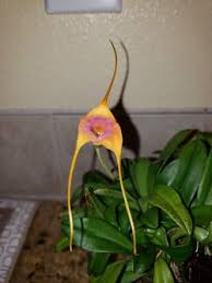 monkey face orchid (dracula simia) for ...