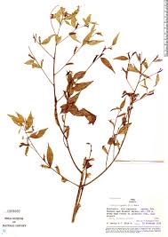 Image result for Ludwigia erecta