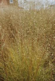 Image result for Sporobolus