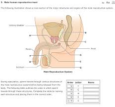 Remember, the human body is organized in several levels, from the simplest to the most complex. Solved 3 Male Human Reproductive Tract Aa Aa The Followi Chegg Com
