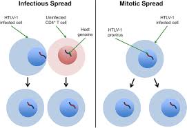 Image result for HTLV1