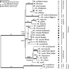 Image result for Marsilea vera
