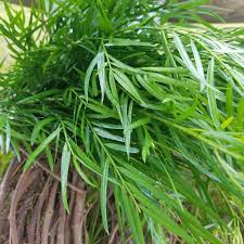 Image result for Podocarpus