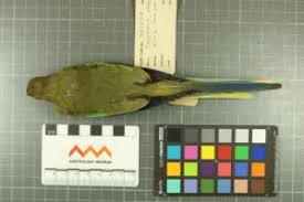 Image result for Monotes elegans