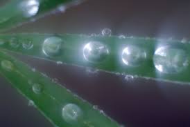 Image result for rayxar