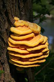 After black and white fungus, a more dangerous yellow fungus reported in india as the number of black fungus cases increases, a more severe yellow fungus infection has been recorded in ghaziabad. Laetiporus Sulphureus Wikipedia