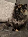 10 Fascinating Facts About Tortoiseshell Cats ...