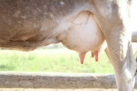 Ears come from high on the sides and the bridge of the nose is preferred to have a dish shape. Owning A Family Milk Cow Your Questions Answered