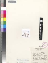 Image result for Nesaea minima