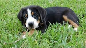 He is being sold on full certification. Greater Swiss Mountain Dog Breed Information And Pictures