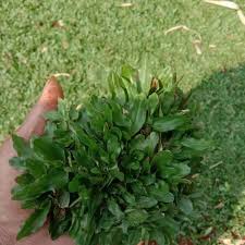 Rumput gajah mini masuk ke dalam keluarga rumput gajah yang biasa digunakan untuk pangan ternak. Harga Rumput Mini Terbaik Taman Perlengkapan Rumah Juli 2021 Shopee Indonesia