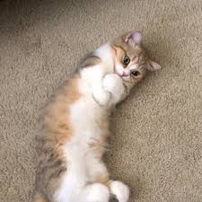 Cats Hashtag On Instagram Photos And Videos Regram Via Mimi Instacats Kittens Cutest Cats And Kittens Cute Cats