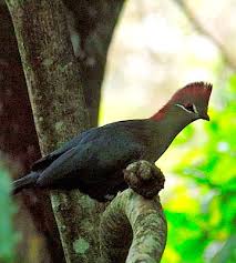 Image result for Turraea fischeri