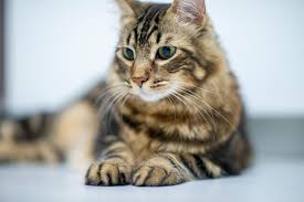 Learn more about the symptoms and treatment of liver cancer in cats on petmd.com. Liver Disease In Cats Great Pet Care