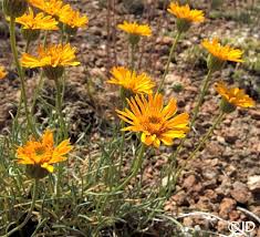 Image result for Erigeron steudelii