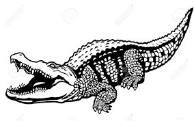 Dolphins sleep with one eye open. Nile Crocodile Crocodylus Niloticus Wild Animal Of Africa Black Royalty Free Cliparts Vectors And Stock Illustration Image 17883254
