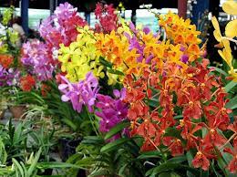 Orchid Garden Rawang Hydroponics Diy Hydroponic Farming Hydroponic Gardening