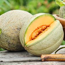 Image result for Melolobium