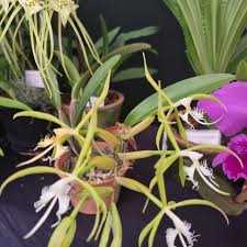 Image result for Disperis dicerochila