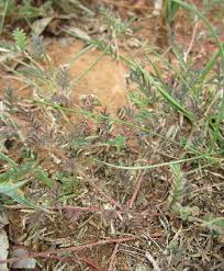 Image result for Indigofera daleoides