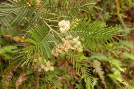 Image result for Acacia mearnsii