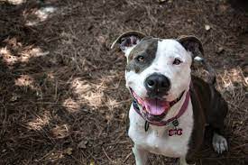 I'll always cherish this and be able to look back when he's all old. Pit Bull Puppy Rescue
